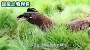 巨蜥在草丛里找老母鸡，几次失败后，学会捕捉会飞的老母鸡