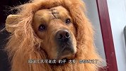 狗：你确定化妆成狮子就能打过他们了