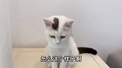 小猫咪不开心，主人用小仓鼠来哄猫咪开心