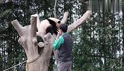 带出去容易带回来难！熊猫又赖在树上不下来了，奶爸差点愁哭