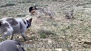 几只猎犬胆大包天！与3只灰狼正面交锋，原来一切都在掌控之中