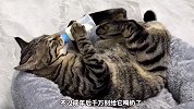 百元以内可以买的猫咪，你喜欢哪个？