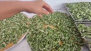 腌制韭花酱，1斤韭花要放多少盐，教你正确方法，吃一年不怕坏