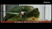 聪明鹦鹉拔下羽毛挠痒痒