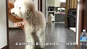 铲屎官陪贵宾犬玩捉迷藏，过程太逗了，结局忍住别笑