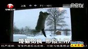 馋猫觅食 形似上吊
