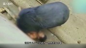 黑熊把男子逼到墙角 张口就咬 下一秒不敢看 太吓人了！