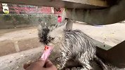 无助的猫咪母子俩，蜷缩在风雨中瑟瑟发抖，幸亏小哥给了它们希望
