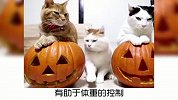 宠物小知识，猫咪能吃南瓜吗？有趣的知识又增加了
