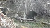 搞笑-20120320-荡秋千狗熊