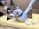 盘点那些被玩坏的猫咪