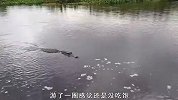 外国大爷徒手挑逗鳄鱼，鳄鱼都被逗急眼了
