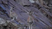 鼠兔发出信号，引来雪豹捕杀岩羊，慌乱的岩羊一脚踏空摔落悬崖