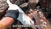 女子在浅滩上提起一条死鲨鱼，掰开鱼嘴一看，直接愣住了！