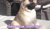 这些世界闻名的中国名犬，你知道几个？
