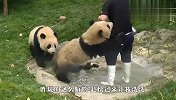 奶爸：咋玩得这么脏呢？熊猫：你说啥？我听不见！
