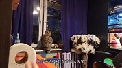 主人沉迷于玩手机，猫头鹰立马就生气了，下一秒憋住别笑！