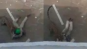 豹口逃生！印度花豹闯居民区咬伤5人，男子被扑倒拖走画面曝光