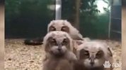 猫头鹰带你见识什么是真正的三脸懵逼
