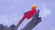 如画般景色！雪地里的红腹锦鸡每一帧都是国画