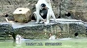 猴子水边选“对象”，看中哪个就抓到手，连小猴都不放过