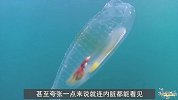 渔民海里捕到“透明鱼”，带回家养了3个月，专家：这不是鱼！