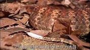澳大利亚的这种蛇，为能捕食猎物，能静等一个多星期
