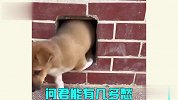 动物社死名场面，今天带你见一见