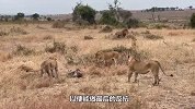 雄狮猎杀花豹，却遭到了母狮的疯狂攻击，雄狮-这是抽的什么风？
