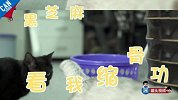猫咪10种超能力【举起爪儿来】