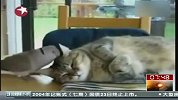 小鸟调戏猫 猫咪有腔调