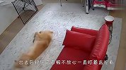 铲屎官把金毛关在家里，不放心打开监控一看，差点笑喷了