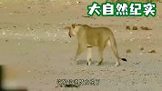 雄狮埋伏花豹，当花豹发现已为时已晚，只见两道身影嗖一下就过去了！