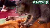 猫咪开了个按摩店，生意好到爆，猫咪-老板，力道还可以吗？