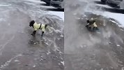 啥也不是！当狗子遇上哈尔滨的雪天 脚滑“打出溜”都是常规操作