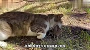猫咪发现一只老鼠，刚挖好坑就揪它出来，小老鼠被折磨得晕头转向