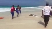 强拉鲨鱼上岸拍照 将其折磨致死