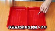 芽苗菜不用买，教你水培芽苗菜的正确方法，绿油油的吃不完