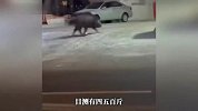 又是长春！去年野猪撞麻辣烫店门，今年又来逛超市加油站