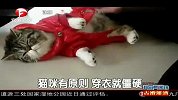 猫咪卖萌 穿衣就僵硬