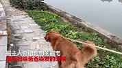 狗界小吴走红“眉”有压力 全小区都认识它