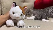 猫咪看到主人和别的猫玩，差点气疯了，下一秒忍住别笑
