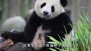 熊猫正坐着愣神，突然飞过来一只蜜蜂，接下来忍住别笑