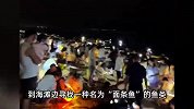 山东一地现魔幻赶海现场，几万人凌晨点亮沙滩，面条鱼根本抓不完
