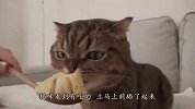 主人喂三只猫咪吃榴莲，到了最后一只猫，表情简直太萌了！