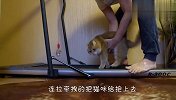 把猫咪放在跑步机上，搞笑的一幕发生了，太搞笑了哈哈