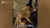 夜幕下两只野猪在市区转悠，过马路时卡在护栏栏杆里，当地：打了麻醉后拖走了