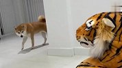 家里出现了只大老虎，柴犬会是啥反应？看完忍住别笑