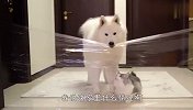 透明墙挑战！萨摩耶和猫咪谁能成功通过？结局笑爆了