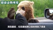 高速路上突现棕熊，原来是为了讨要美食，太大胆了
